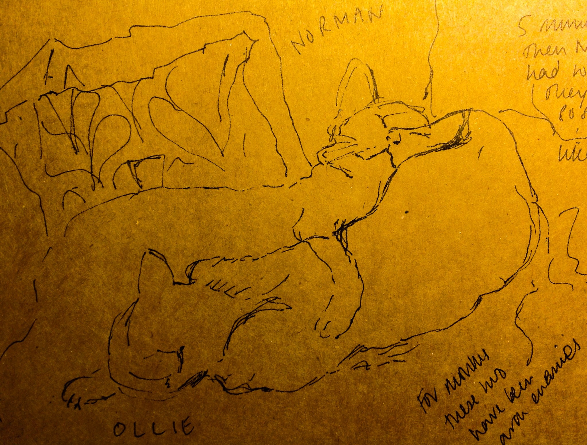 Contour drawing of Norman and Ollie, our Burmese cats. 
