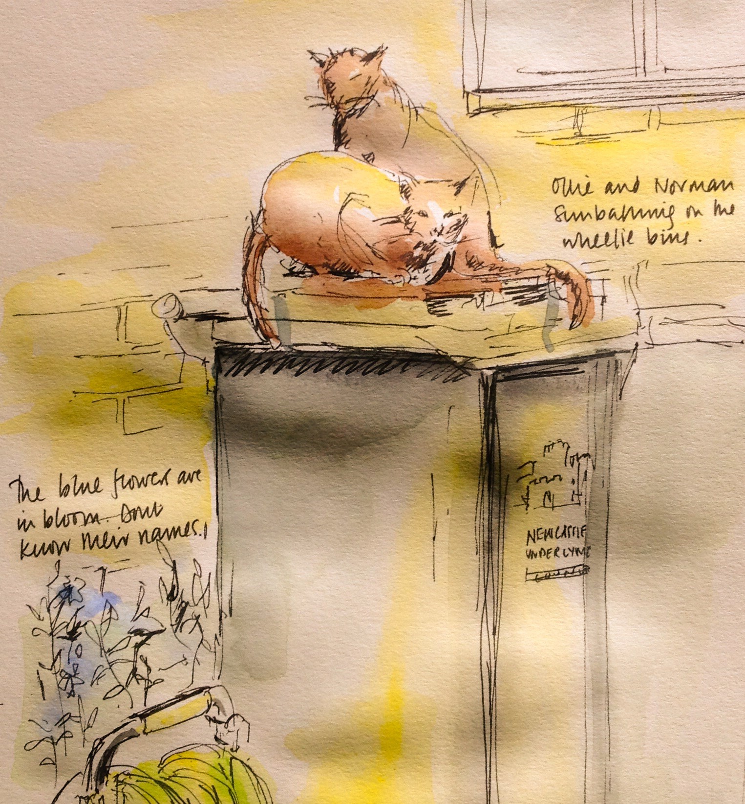 cats on the wheelie bins