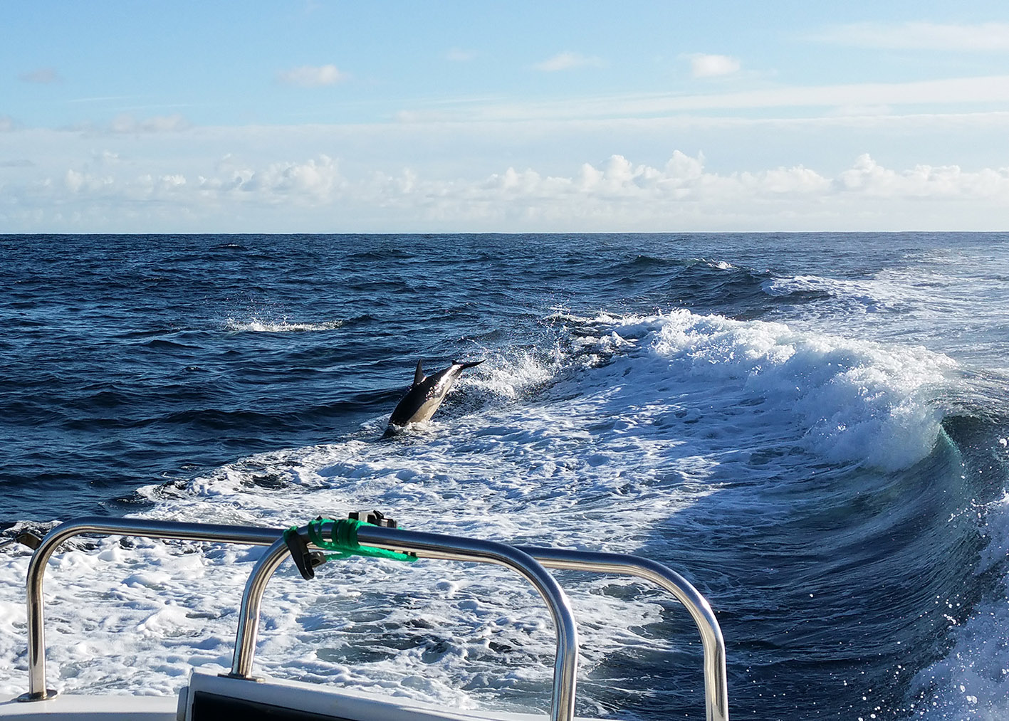 5 Dolphins KildaCruise