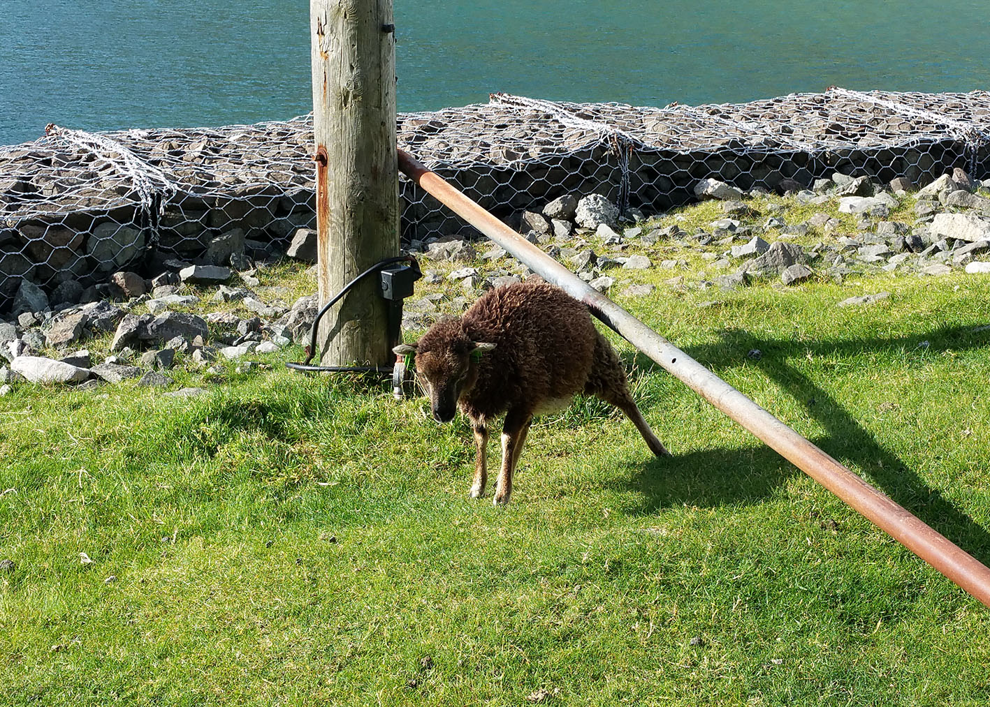 soay sheep st kilda ronnie cruwys